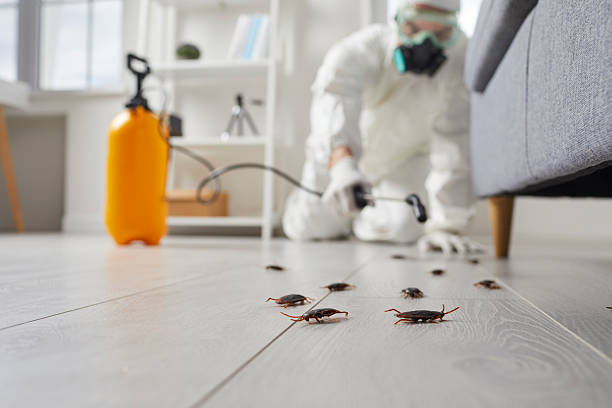 Trusted Rodent Control service in Walnut Grove, CA - Nex Pest Control